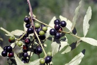 Euclea crispa (Thunb.) Gürke