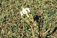 Anthocleista grandiflora Gilg