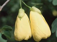 Bauhinia tomentosa L.