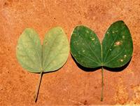 Bauhinia tomentosa L.