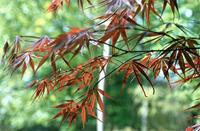 Acer palmatum Thunb.