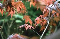 Acer palmatum Thunb.