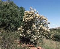 Buddleja saligna Willd.