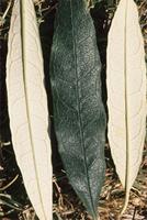 Buddleja saligna Willd.