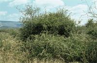 Capparis tomentosa Lam.