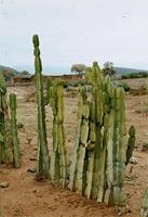 Euphorbia ingens E.Mey. ex Boiss.