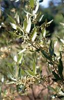 Euclea crispa (Thunb.) Gürke subsp. crispa