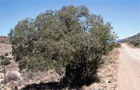 Euclea undulata Thunb.