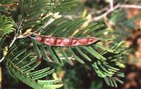 Acacia ataxacantha DC.
