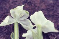 Disperis concinna Schltr.