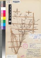 Holotype of Aristida scabrivalvis Hack. subsp. contracta (De Winter) Melderis [family POACEAE]