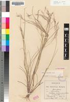 Syntype of Aristida scabrivalvis Hack. subsp. scabrivalvis [family POACEAE]