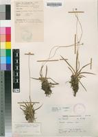 Filed as Eriocaulon sonderianum Körn. [family ERIOCAULACEAE]