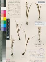 Filed as Wurmbea angustifolia B.Nord. [family COLCHICACEAE]