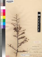 Isosyntype of Lycium schizocalyx C.H.Wright [family SOLANACEAE]
