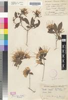 Syntype of Pavetta breyeri Bremek. [family RUBIACEAE]