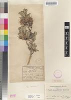 Isotype of Pavetta mbumbulensis Bremek. [family RUBIACEAE]
