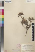 Syntype of Pavetta barbertonensis Bremek. [family RUBIACEAE]