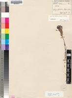 Isotype of Gosela eckloniana Choisy [family SCROPHULARIACEAE]