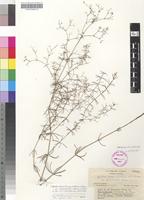 Isotype of Galium bussei K.Schum. & K.Krause var. glabrostrictius Brenan [family RUBIACEAE]