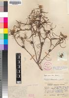 Isotype of Geigeria burkei Harv. subsp. fruticulosa Merxm. [family ASTERACEAE]