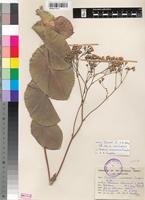 Isotype of Senecio serratuloides DC. var. dieterlenii Thell. [family ASTERACEAE]