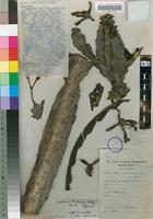 Isotype of Euphorbia tanaensis Bally [family EUPHORBIACEAE]