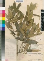 Isotype of Linociera marlothii Knobl. [family OLEACEAE]