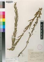 Isotype of Epilobium karsteniae Compton [family ONAGRACEAE]
