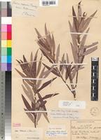 Isotype of Salix wilmsii seeman x woodii burtt davy [family SALICACEAE]