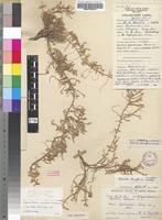 Isotype of Salsola humifusa A.Brückn. [family CHENOPODIACEAE]