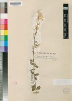 Isotype of Aerva leucura Moq. [family AMARANTHACEAE]