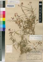 Syntype of Polanisia hirta (Klotzsch) Pax [family CAPPARACEAE]