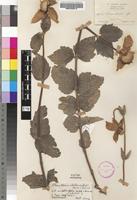 Isotype of Clematopsis simplicifolia Hutch. & Summerh. [family RANUNCULACEAE]