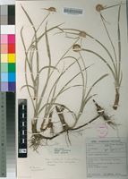 Filed as Cyperus angolensis Boeck. [family CYPERACEAE]