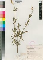 Syntype of Centema biflora Schinz [family AMARANTHACEAE]