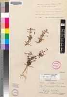 Isotype of Ilysanthes saxatilis Norl. [family SCROPHULARIACEAE]