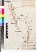 Isosyntype of Aristida scabrivalvis Hack. subsp. scabrivalvis [family POACEAE]