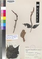 Isotype of Brachystephanus africanus S.Moore var. madagascariensis Figueiredo [family ACANTHACEAE]