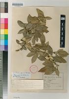 Isotype of Teclea rogersii Mendonça [family RUTACEAE]