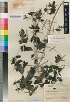 Isotype of Pavetta divaricata Bremek. [family RUBIACEAE]