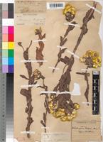 Isotype of Helichrysum cooperi Harv. [family ASTERACEAE]