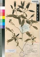 Syntype of Tarenna barbertonensis (Bremek.) Bremek. [family RUBIACEAE]