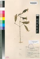 Syntype of Tarenna barbertonensis (Bremek.) Bremek. [family RUBIACEAE]