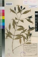 Syntype of Stylocoryne barbertonensis Bremek. [family RUBIACEAE]