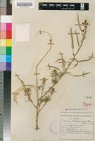 Holotype of Cleome hirta (Klotzsch) Oliv. [family CAPPARACEAE]