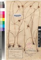 Isotype of Cyperus pratensis Boeck. [family CYPERACEAE]
