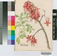 Schotia brachypetalaSond.