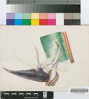 Strelitzia caudata R.A.Dyer