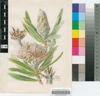 Protea gaguedi J.F.Gmel.